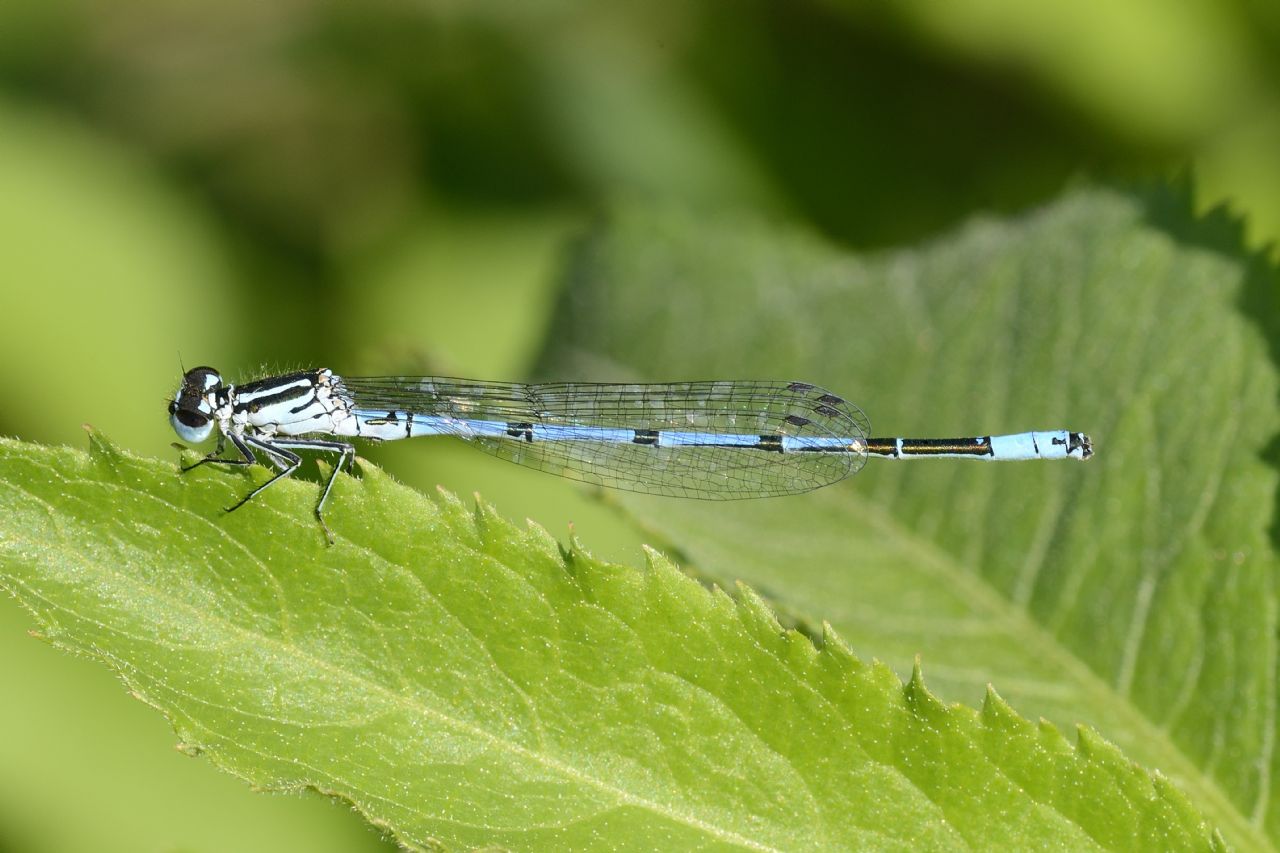 Coenagrion puella
